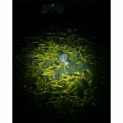 Lampe Frontale Nash Moonshine Micro Lite -Fox Magasin lampe frontale nash moonshine micro lite 5